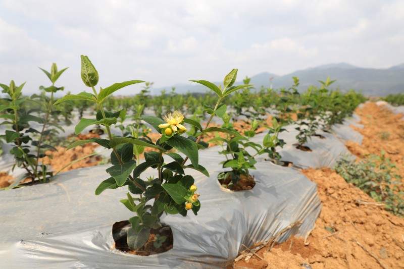 1686539499697824.jpg 188A2480.JPG