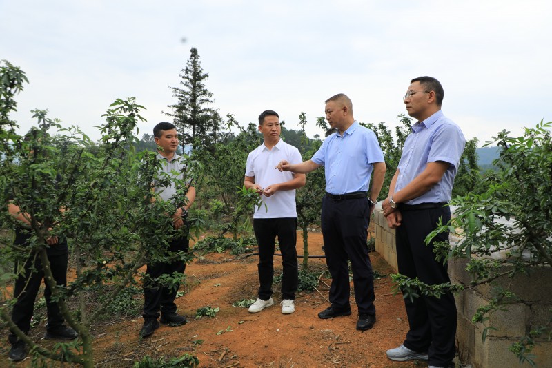 1686790110931515.jpg 1N9A1729.JPG