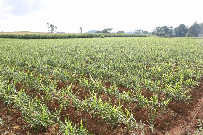 1722213327710838.jpg 188A9375.JPG