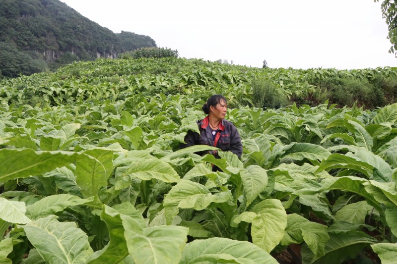 1723597768735622.jpg 3.烤烟.JPG