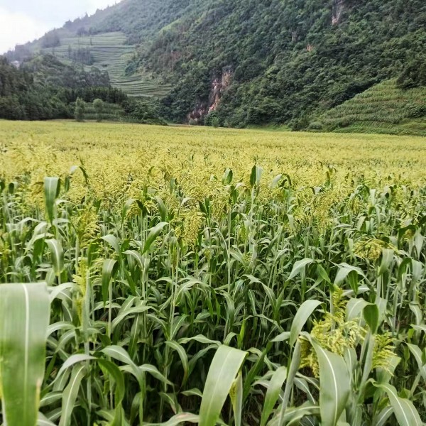 1723597804431520.jpg 5.高粱.jpg