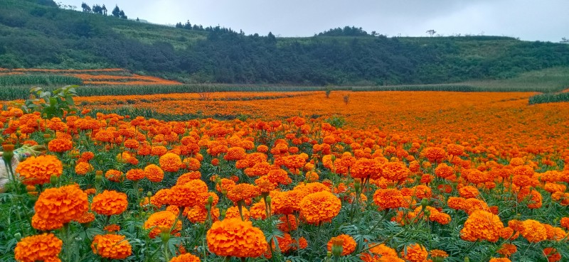 1723597833506813.jpg 4.万寿菊.jpg