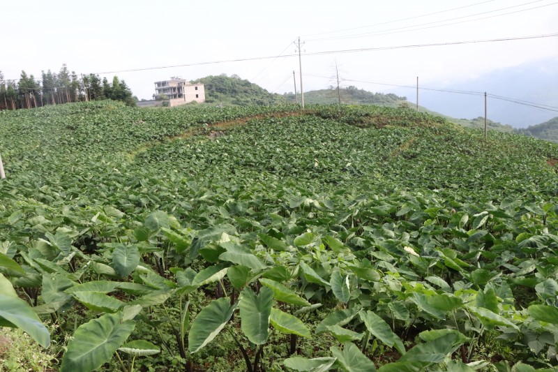 1723597868771019.jpg 6.菜芋.JPG