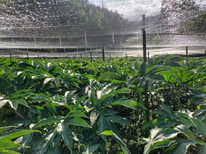 1723771949219634.jpg mmexport1723022843243.jpg