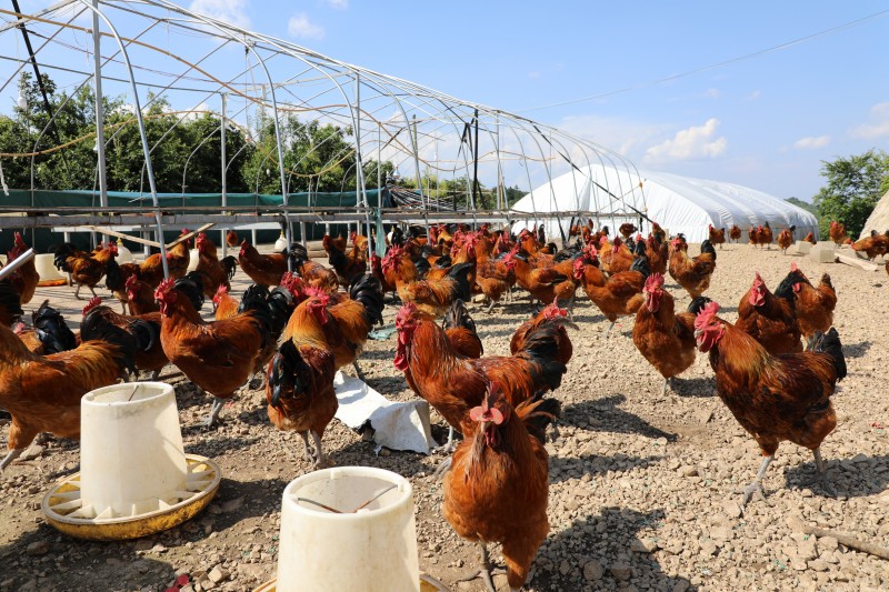 1724200487776738.jpg 1B8A1595.JPG