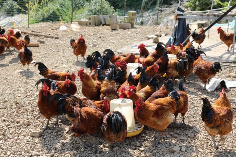 1724200556945747.jpg 1B8A1626.JPG