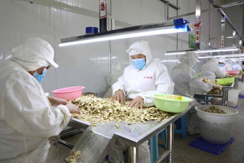 1724814733414046.jpg 加工姜产品 刘景威 摄.JPG