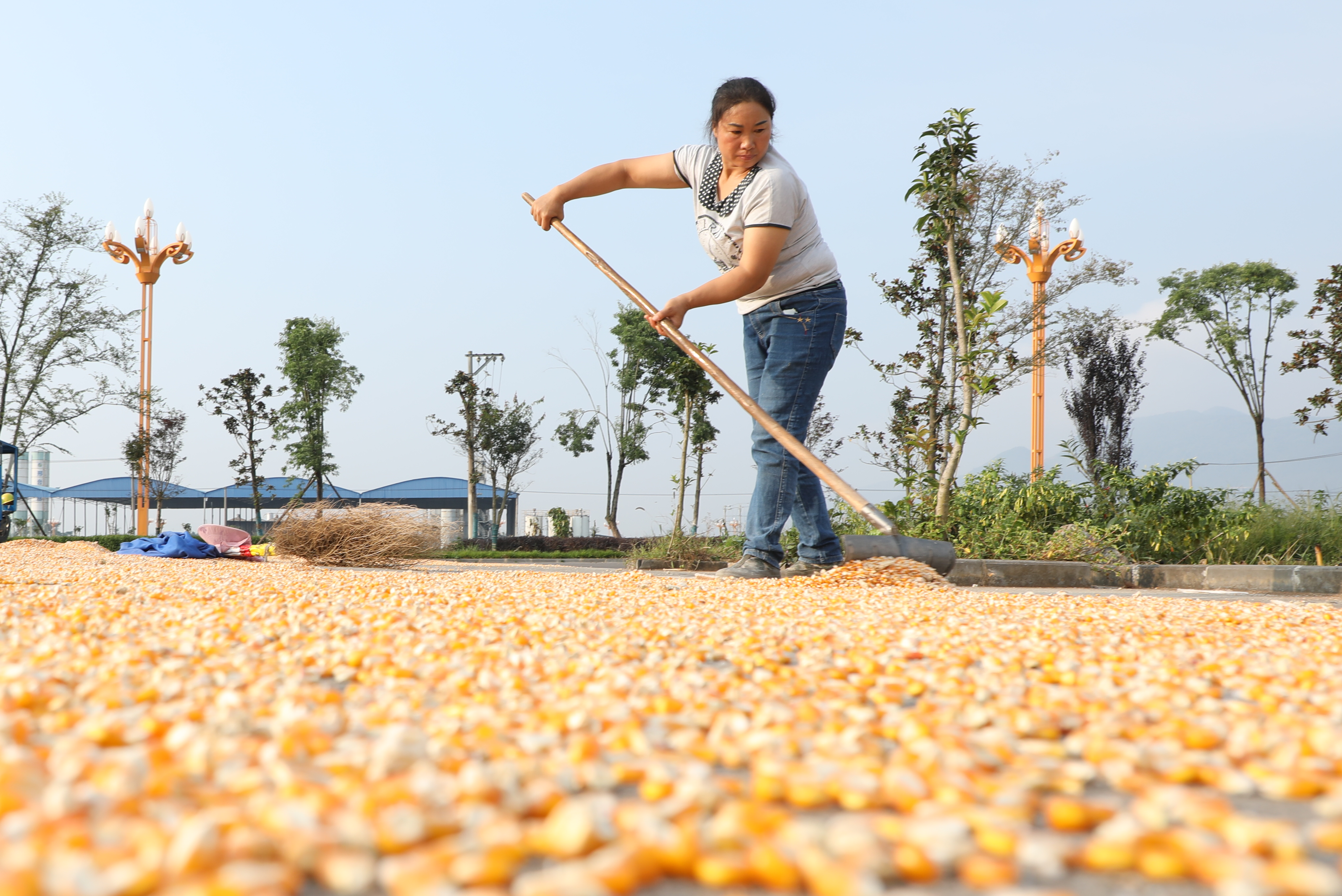 1729496794780816.jpg 188A0144.JPG