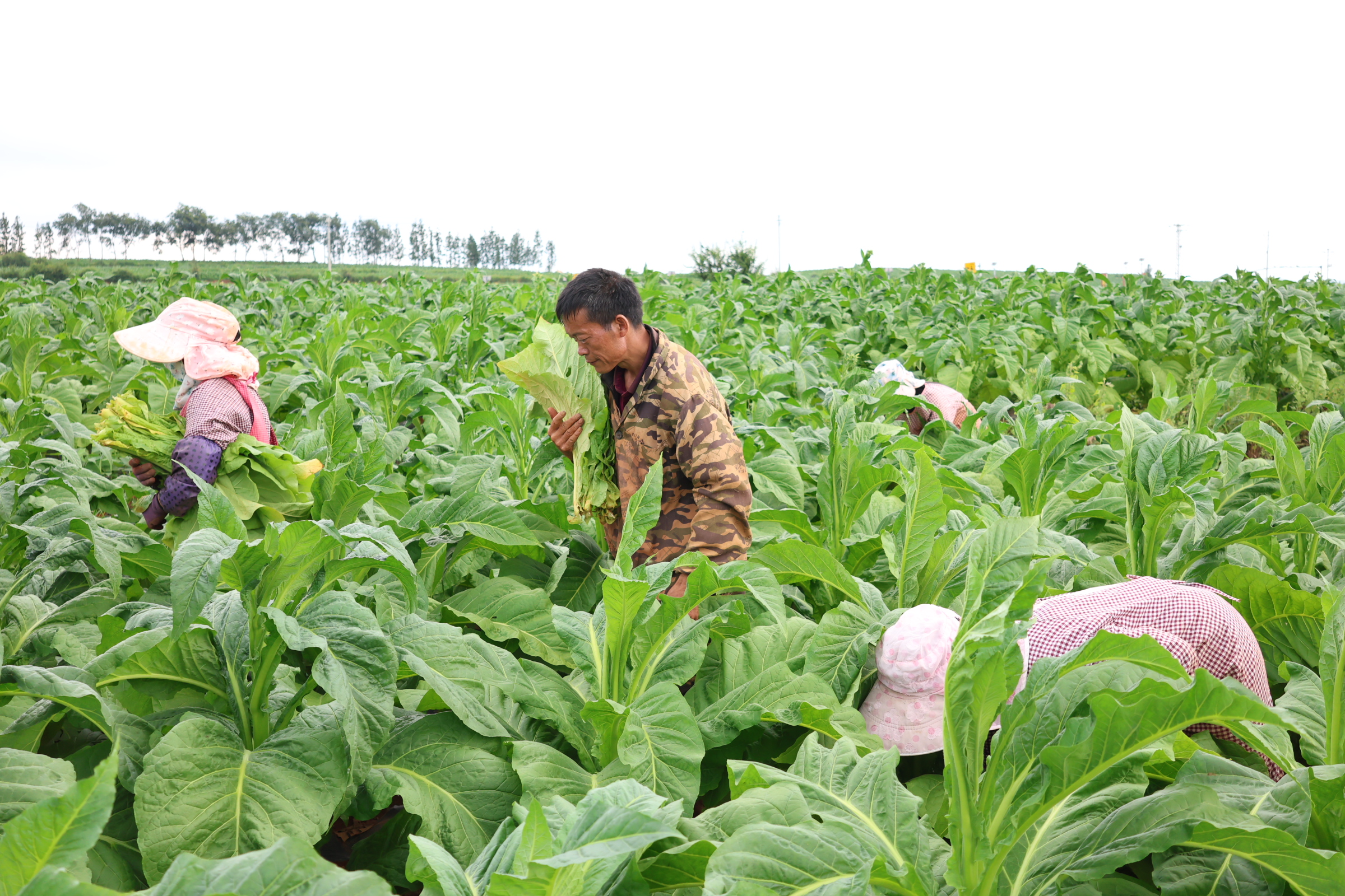 1752718215671525.jpg IMG_4971.JPG