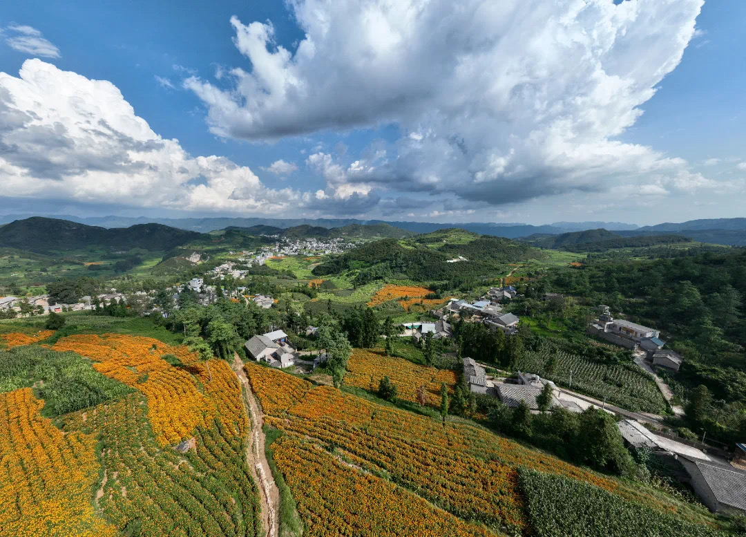 1753778838543332.jpg 万寿菊产业.jpg