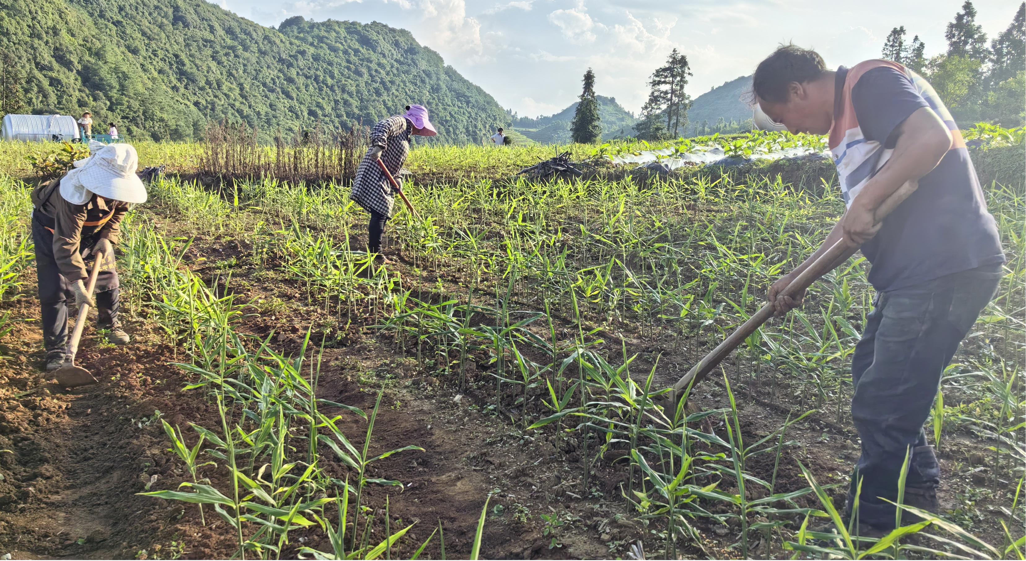 1755132591210620.jpg 图片1.jpg