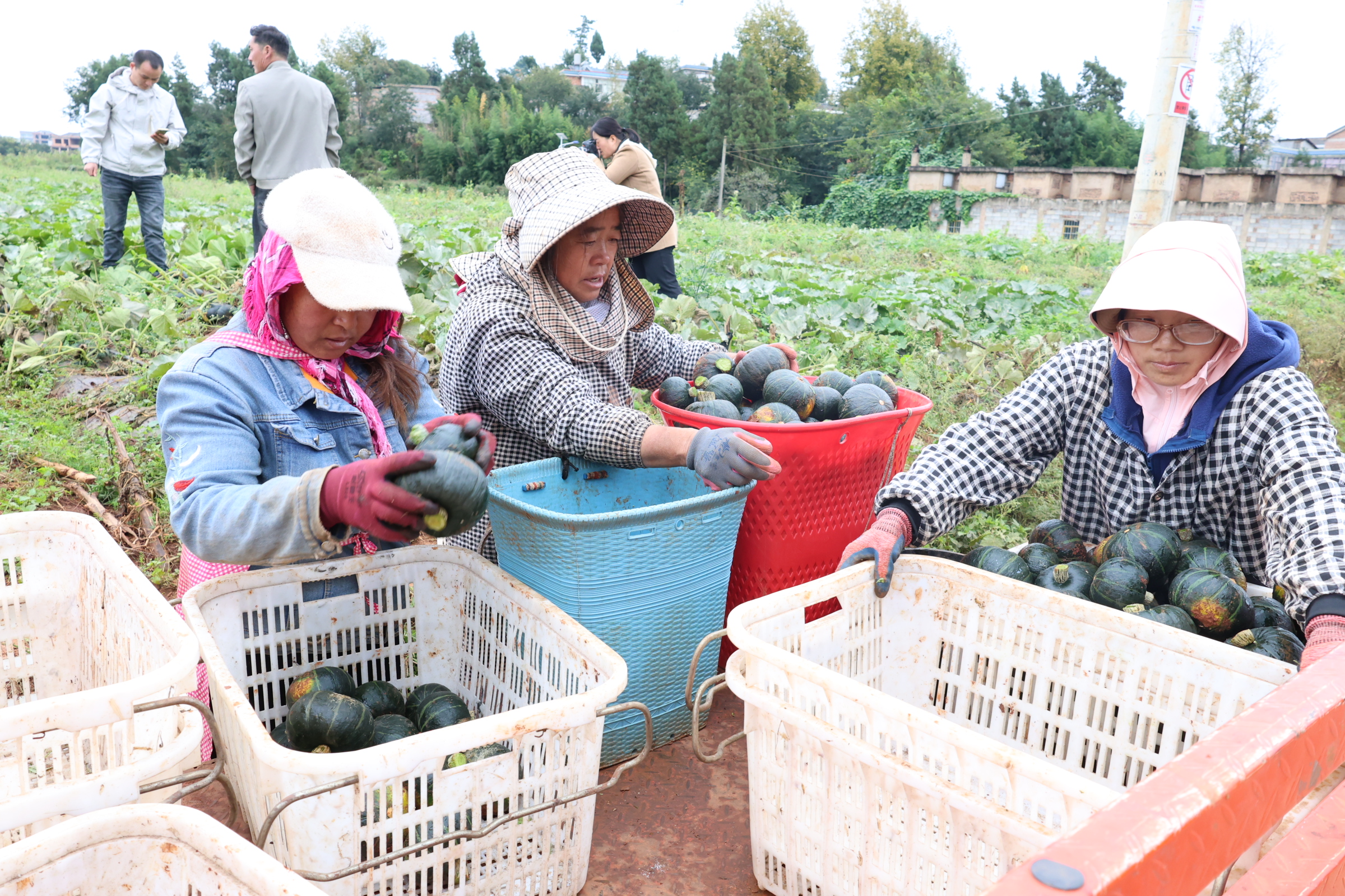 1762239043358171.jpg 2.JPG