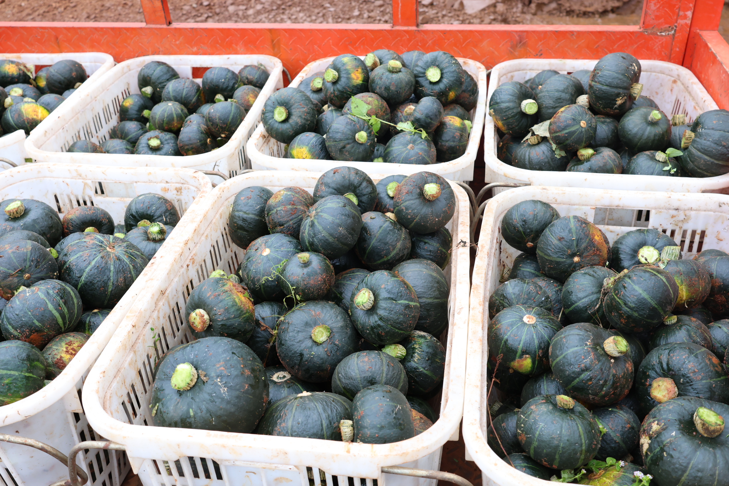 1762239241222094.jpg 1.JPG